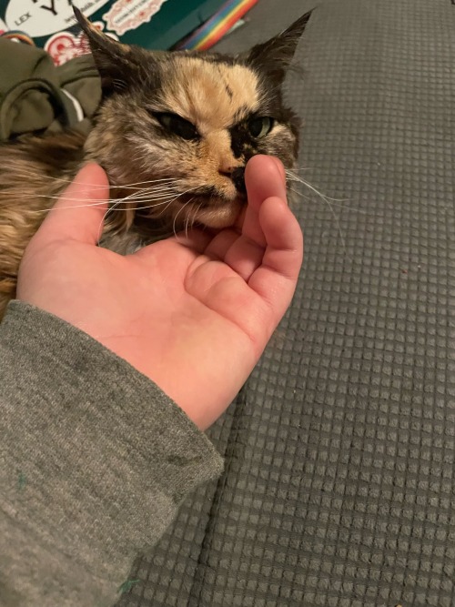 TW: Pet Death
