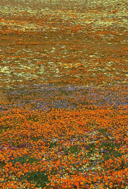 libutron:  South Africa, blooming steppe | ©Vittorio Ricci