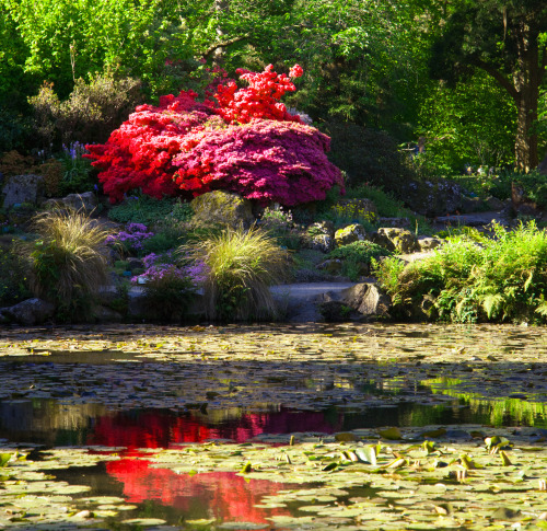 rtwparenting:Botanical gardens, Christchurch, New Zealand 