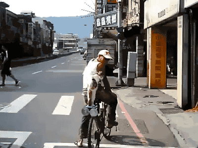cineraria:  Cat rides on the back of bicycle - YouTube 