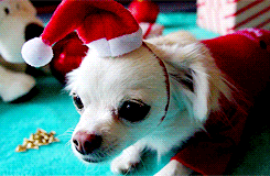 needsboth:  Merry Christmas Tumblr!