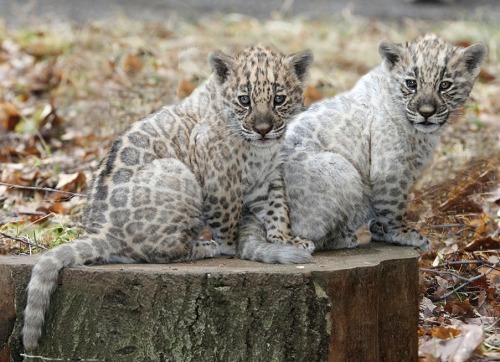 Porn panthxra:  fyanimaldiversity:  Jaguar (Panthera photos