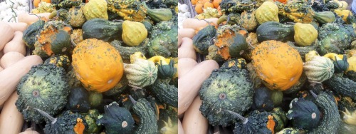 Linvilla Orchards Cross your eyes a little to see these photos in full 3D. (How to view stereograms)