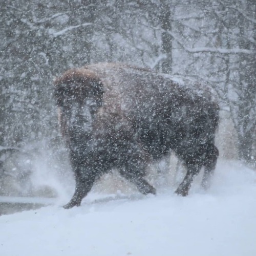 Feels like there&rsquo;s more snow today than during whole winter#snow #snowfall #march #bison #amer