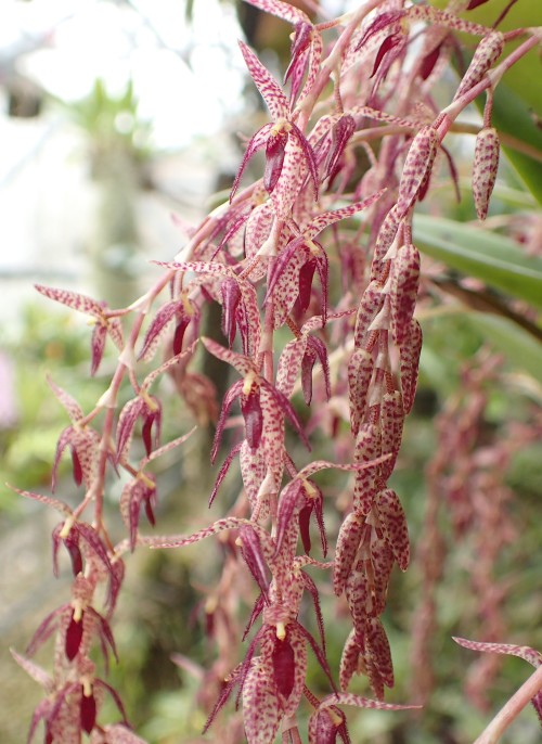 orchid-a-day: Pleurothallis loranthophylla