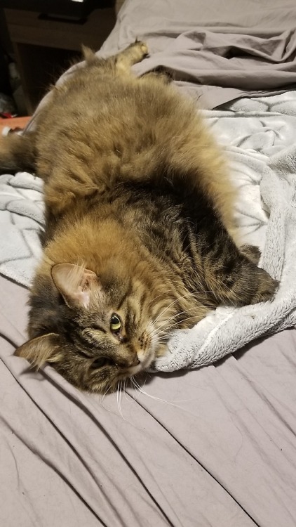 This is Zandy. I think she is at least part maine coon and she likes to be stretched out to show off