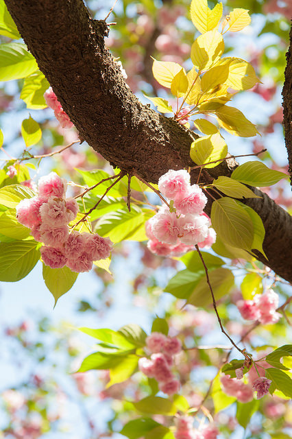 上の八重桜 by TKBou on Flickr.