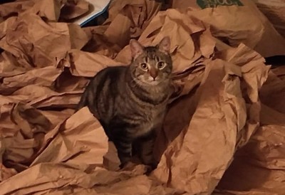 fbwzoo:fbwzoo:Imagine thinking you should toss your cat outside to get hit by a car or eaten by a coyote because there’s justNoPossibleWayToGiveThem EnrichmentInside.Imagine if there was only a way to increase space for your cat inside.There’s