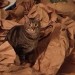 fbwzoo:fbwzoo:Imagine thinking you should toss your cat outside to get hit by a car or eaten by a coyote because there’s justNoPossibleWayToGiveThem EnrichmentInside.Imagine if there was only a way to increase space for your cat inside.There’s