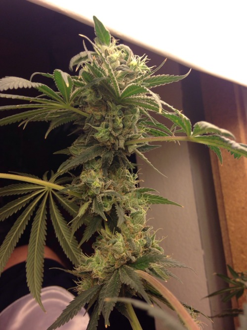 Lost a few phones with photos. So these are about 5-6 weeks into flowering up until harvest and jari