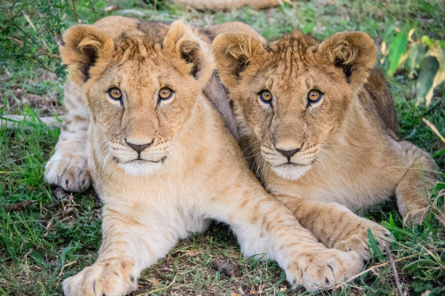 Maasai Mara Safari-3044.jpg by MudflapDCGreat pic of some lion cubs
