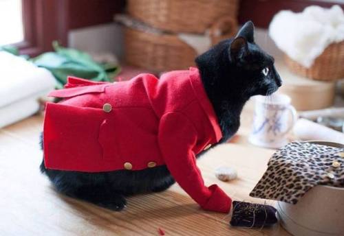 The tailors at Colonial Williamsburg made a suit for their cat