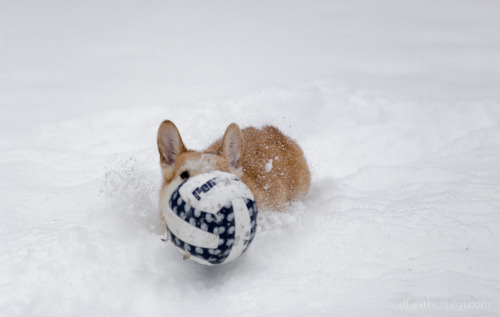 Corgi Search and Rescue Team - Deep Snow Division.