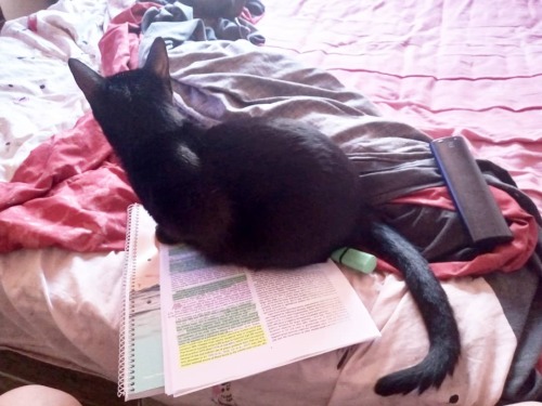 La minu no quiere que estudie#Chimuela #cat #blackcat https://www.instagram.com/p/CHdLRScB_qjhnGmlwC