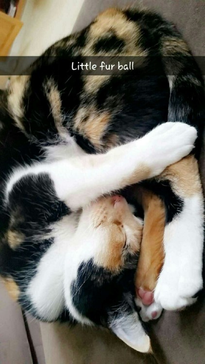 alexsempai:Crawling into a little ball to fall asleep @mostlycatsmostly