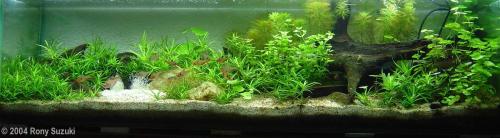 Sucuri River (Brazil)Tank Size 110 x 30 x 30 cmPlants Heteranthera zosterifoliaBacopa australisHydro