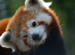 magicalnaturetour:  Red Panda ; by digitalART2 on Flickr. 