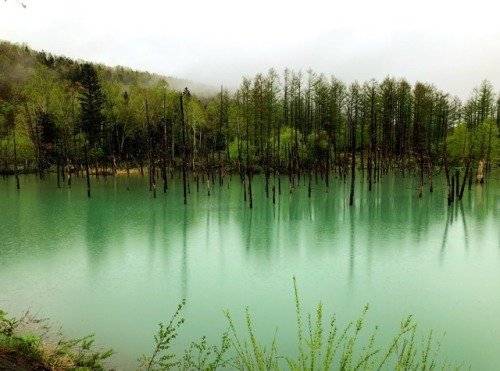 kobaltfoto: Aoiike 青い池 (Blue Pond) - Biel, Hokkaido photo by kobalt