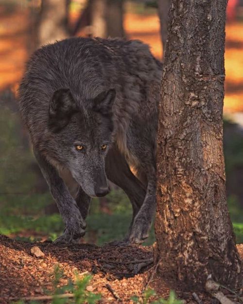 worldofwolvesofficial:By Brian Cross via 500px