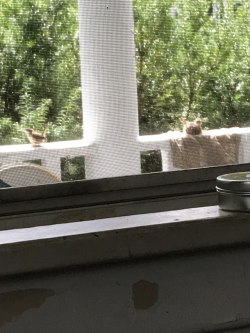 oh my god there’s baby wrens messing around on my porch trying to figure out how to flyi can’t breat