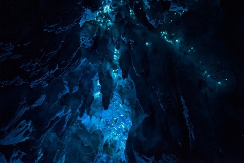 archatlas:  LUMINOSITY Joseph Michael   Arachnocampa luminosa is a species of glow-worm endemic to the island nation of New Zealand. These long exposure photographs were captured in a number of limestone caves in the North Island. The 30 million year