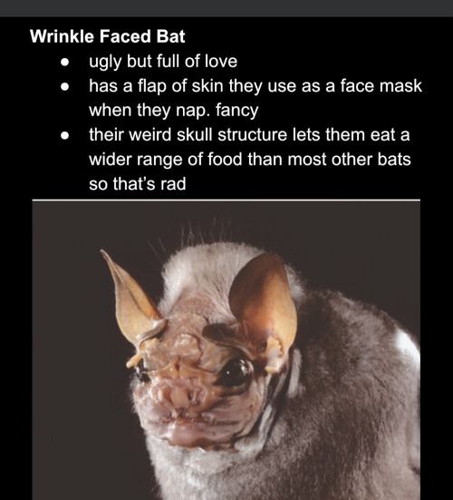 cryptcatz:found an old google doc i made of my favorite bat species. you should suggest