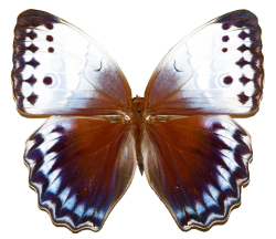 transparent-flowers:Semi-transparent Northern Jungle Queen Stichophthalma camadeva. (x).