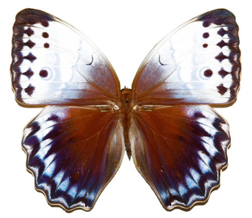 aqua-ta:transparent-flowers:Semi-transparent Northern Jungle Queen Stichophthalma camadeva. (x).&nbs