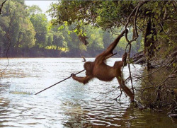 sixpenceee:  An orangutan spearfishing in Borneo. It learned from watching local fisherman, but the ape did not develop sufficient skill to catch any fish. The photo was published in the 2008 book Thinkers of the Jungle: The Orangutan Report by Schuster,