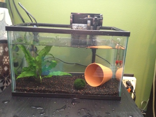 Scales Tails Wings and Things — How To Set Up A Simple Betta Tank