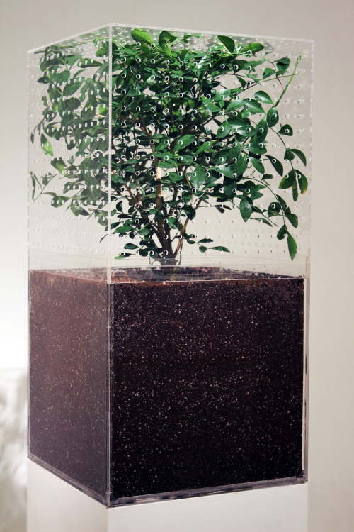 ortut:Kim Ki-Hoon - Cube Plant I, 2012(Plant, soil, acrylic panel)