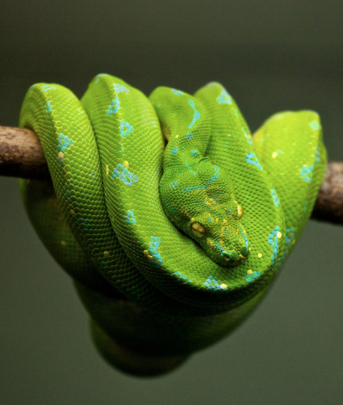 Green pythons have a distinct way of lounging on a branch where they coil their body into what resem