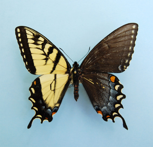 asylum-art:Spectacular Genetic Anomaly Results in Butterflies with Male and Female WingsBilateral gy