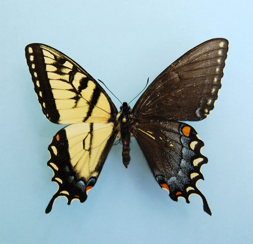 culturenlifestyle: Dazzling Display Of Genetic Phenomenon Of Butterflies With Male And Female Wings