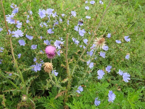 Bumblebees pollinating weeds: thistle and chicory.Wouldn’t it be funny if these plants that, d