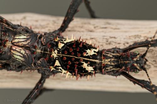 invertebrates:  a bunch of beautiful Parectatosoma hystrix! they’re stick insects from madagascar (source) 