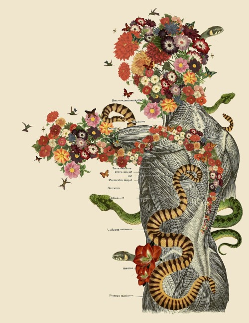 XXX culturenlifestyle:  Stunning Anatomical Collages photo