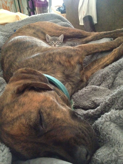 tastefullyoffensive:Cats Using Dogs as Pillows (images via bored panda)Previously: Puppies That Look Like Teddy Bears