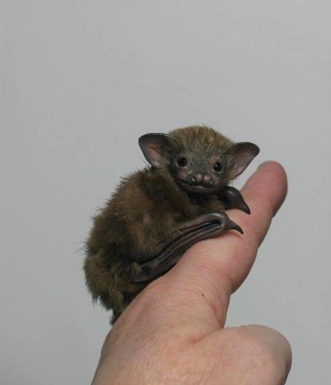 sixpenceee:  The Bumblebee bat, (or Kitti’s adult photos