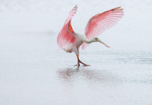 Particularly Lovely Roseate Spoonbill I Spotted Last Week