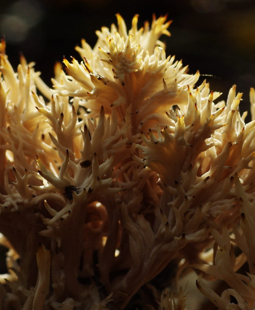 Here&rsquo;s some photos of Crested Coral Fungus - Clavulina coralloides. They are usually white, bu