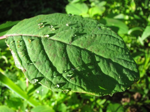 There are several theories why they call it jewelweed.