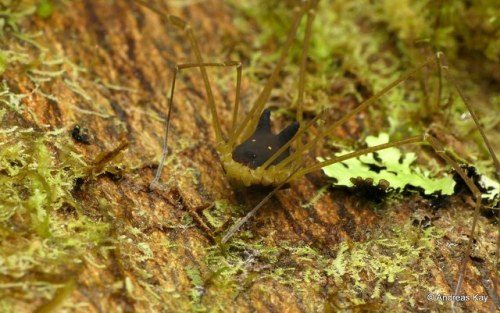 onenicebugperday: Bunny Harvestman, Metagryne bicolumnata, Opilionesby Andreas Kay