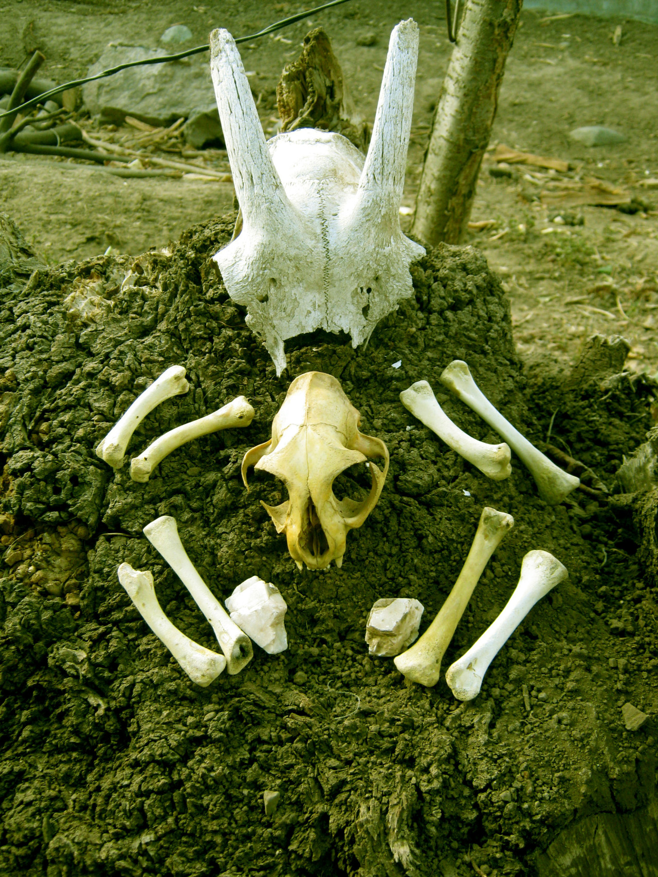 Bone-Craft.