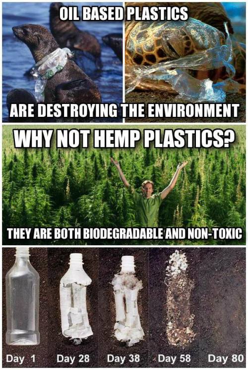 veryangryfeminist:exasperatingme:roseynopes:graceebooks:phroyd:Hemp is so threatening to the Commodi