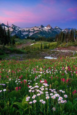 phantastrophe:  Mount Rainier National Park,