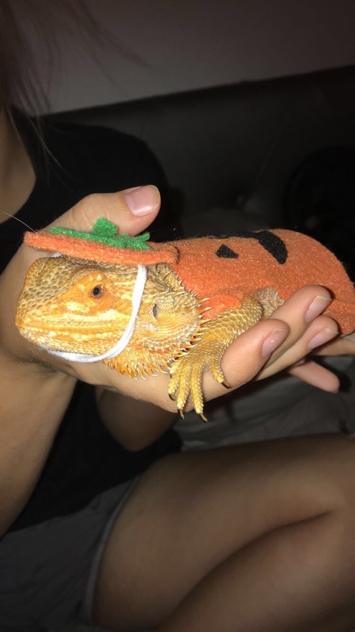 yeahponcho: He is n o t a fan of HAT. He becomes wiggly squirm to get out of it.