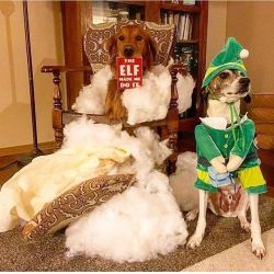 handsomedogs:  Handsomedogs’ Holiday Contest IIIWinner!The winner of our 3rd annual Holiday Contest is Koa the Whippet mix!! You can find Koa in many adorable situations with her friends @agentmario! Please, follow &amp; appreciate all the cuteness.Thank