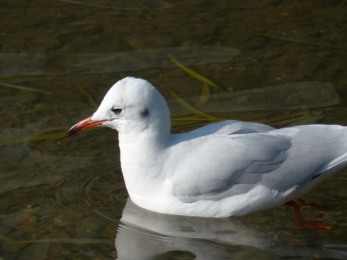 ユリカモメ　black-headed gullTown Birds ～ 街の鳥 ArchiveTown Sparrow ～ 街のすずめ　Archive