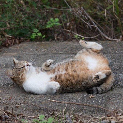okirakuoki:どや顔。#cat #ねこwww.instagram.com/p/Bo5-s3jnqb0/?utm_source=ig_tumblr_share&igshi